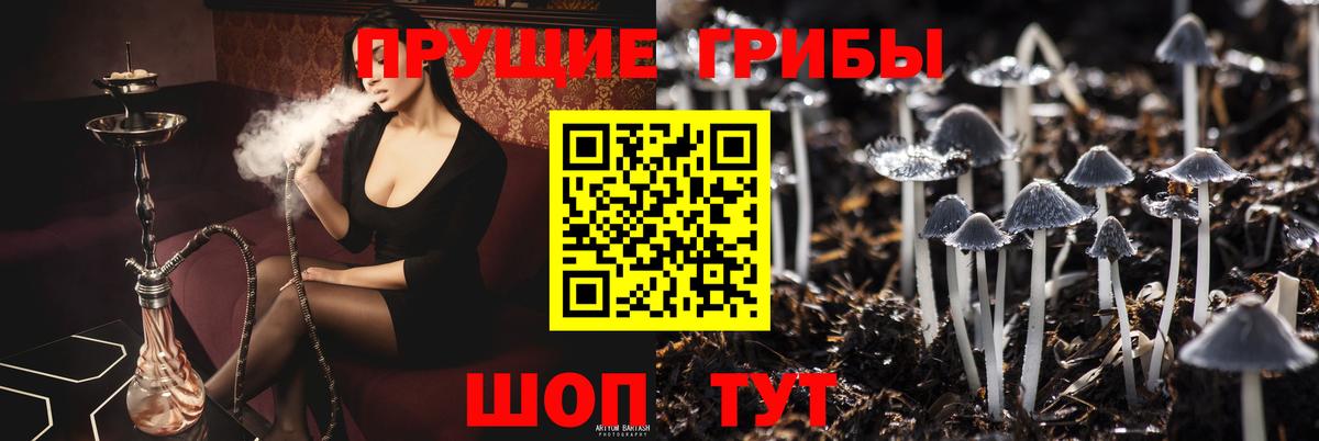 Галлюциногенные грибы Psilocybe Сафоново